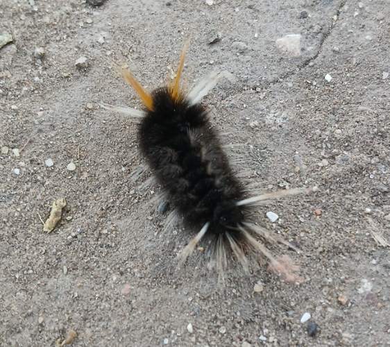 Polilla Americana - Acronicta americana